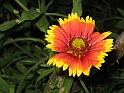 S.DamianoD'Asti.Fiori.IMG_0044