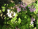 S.DamianoD'Asti.Fiori.IMG_0045