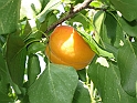 S.DamianoD'Asti.Fiori.IMG_0057