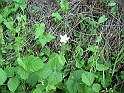 S.DamianoD'Asti.Fiori.IMG_0060