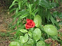 S.DamianoD'Asti.Fiori.IMG_0068