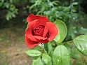 S.DamianoD'Asti.Fiori.IMG_0069