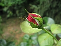 S.DamianoD'Asti.Fiori.IMG_0072