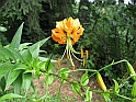 S.DamianoD'Asti.Fiori.IMG_0073