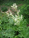 S.DamianoD'Asti.Fiori.IMG_0076