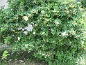 S.DamianoD'Asti.Fiori.IMG_0077
