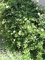 S.DamianoD'Asti.Fiori.IMG_0078