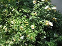 S.DamianoD'Asti.Fiori.IMG_0079