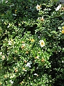 S.DamianoD'Asti.Fiori.IMG_0080