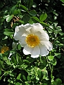 S.DamianoD'Asti.Fiori.IMG_0081