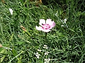 S.DamianoD'Asti.Fiori.IMG_0082