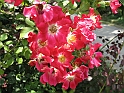 S.DamianoD'Asti.Fiori.IMG_0083