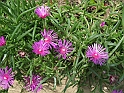 S.DamianoD'Asti.Fiori.IMG_0085