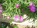 S.DamianoD'Asti.Fiori.IMG_0086