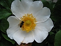 S.DamianoD'Asti.Fiori.IMG_0087