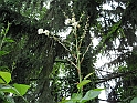 S.DamianoD'Asti.Fiori.IMG_0089