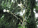 S.DamianoD'Asti.Fiori.IMG_0090