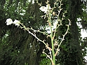 S.DamianoD'Asti.Fiori.IMG_0091