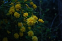 SanDamianoD'AstiPasqua2009_00