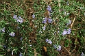 SanDamianoD'AstiPasqua2009_11