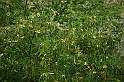 SanDamianoD'AstiPasqua2009_21