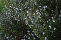 SanDamianoD'AstiPasqua2009_22