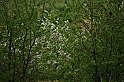 SanDamianoD'AstiPasqua2009_24