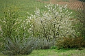 SanDamianoD'AstiPasqua2009_27
