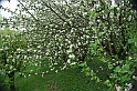 SanDamianoD'AstiPasqua2009_31