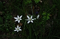 SanDamianoD'AstiPasqua2009_43