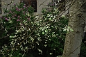 SanDamianoD'AstiPasqua2009_48
