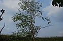 SanDamianoD'AstiPasqua2009_57