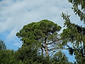 SanDamianoD'AstiA025