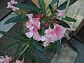 SanDamianoD'AstiA030