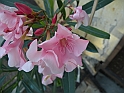 SanDamianoD'AstiA031