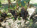 SanDamianoD'AstiA033