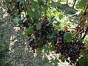 SanDamianoD'AstiA034