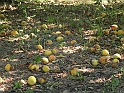 SanDamianoD'AstiA061