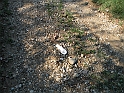 SanDamianoD'AstiA073