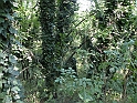 SanDamianoD'AstiA076