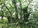 SanDamianoD'AstiA077