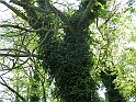SanDamianoD'AstiA079