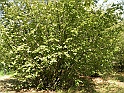 SanDamianoD'AstiA080
