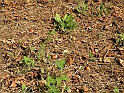SanDamianoD'AstiA081