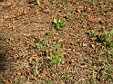 SanDamianoD'AstiA082