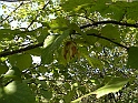 SanDamianoD'AstiA083