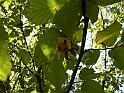 SanDamianoD'AstiA084