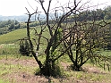 SanDamianoD'AstiA096