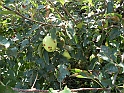 SanDamianoD'AstiA114