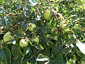 SanDamianoD'AstiA115